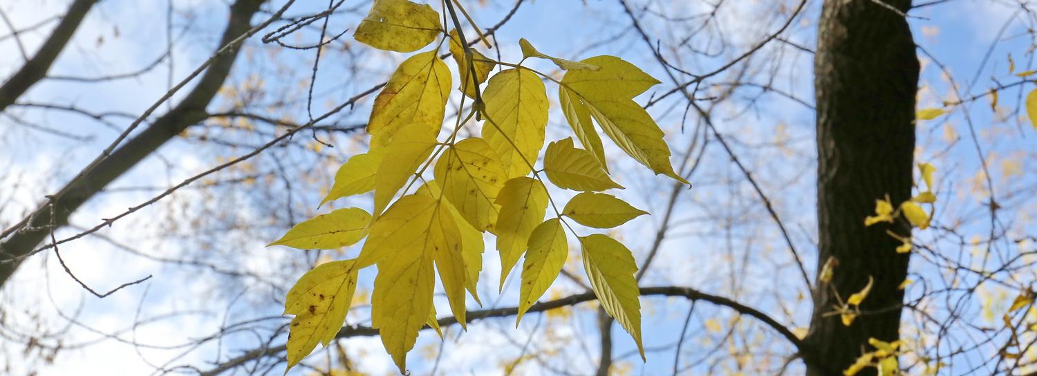 Новосибирск затянет туманами на фоне тёплой погоды