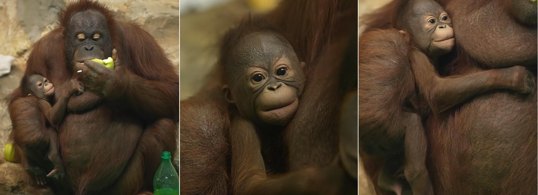 Орангутаны Бату и Мишель из Новосибирского зоопарка стали родителями