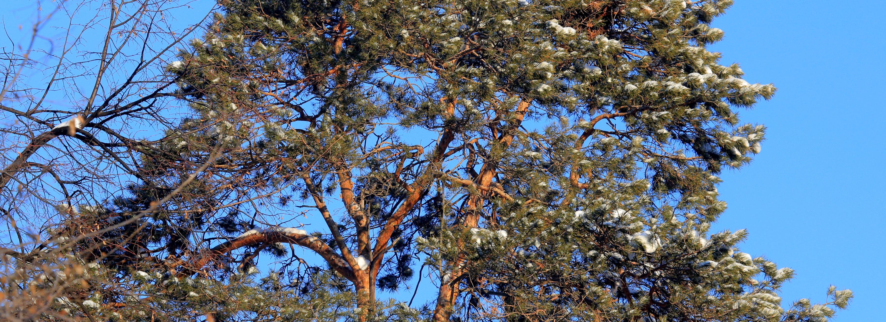 Ползающую слизь из Караканского бора внесли в Красную книгу