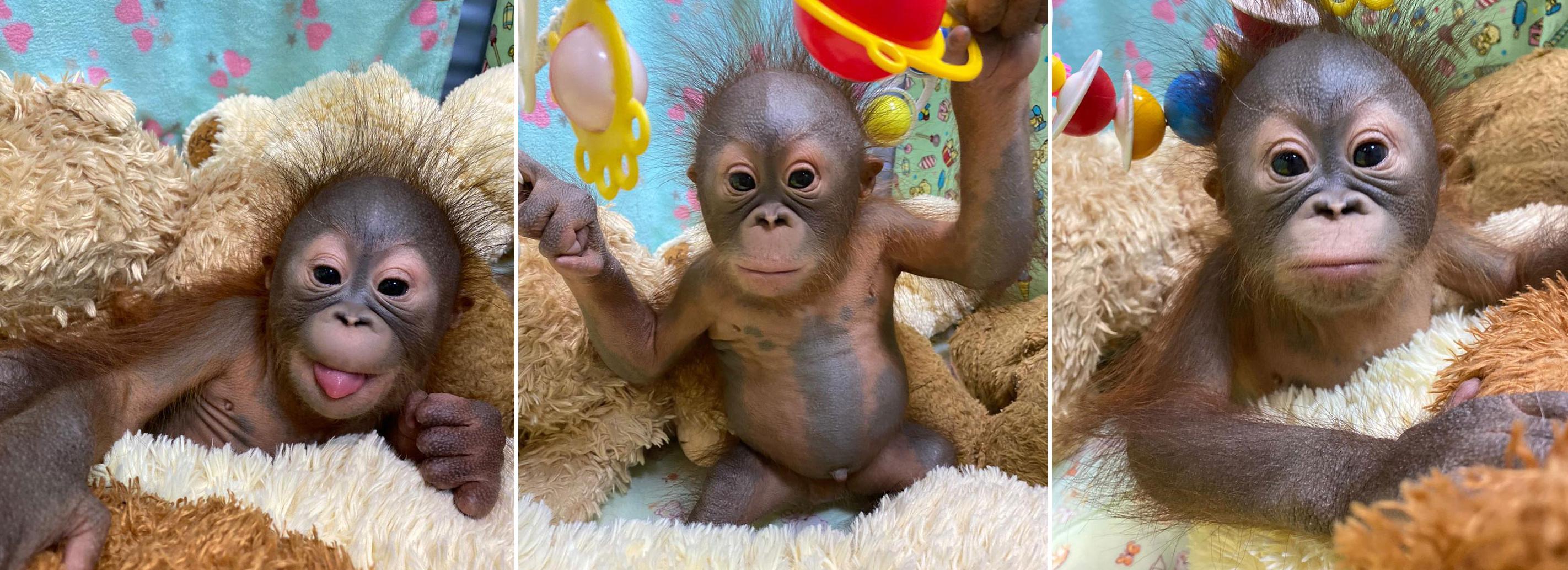 Детёныш родился у орангутанов в Новосибирском зоопарке