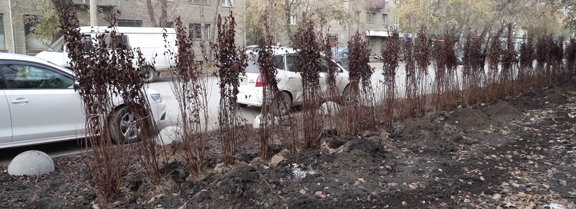 100 кустов пузыреплодника высадили для защиты газона на Советской