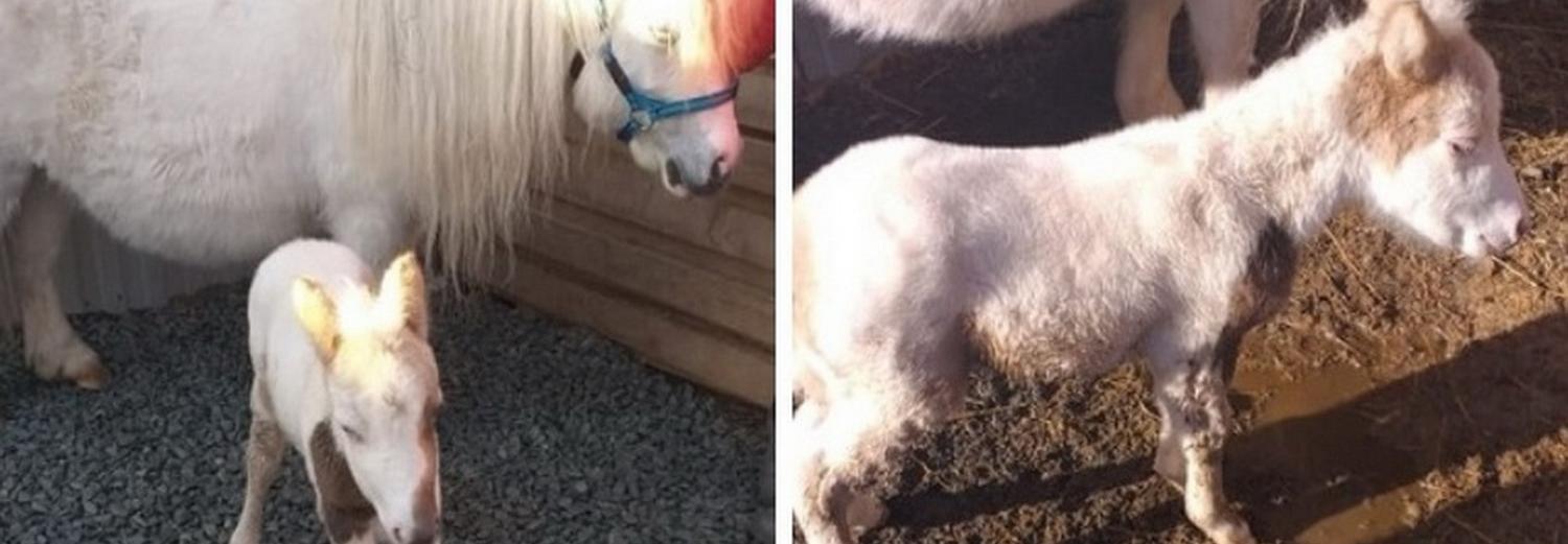 Кудрявый верблюжонок и белая пони родились на пони-ферме в Новосибирске