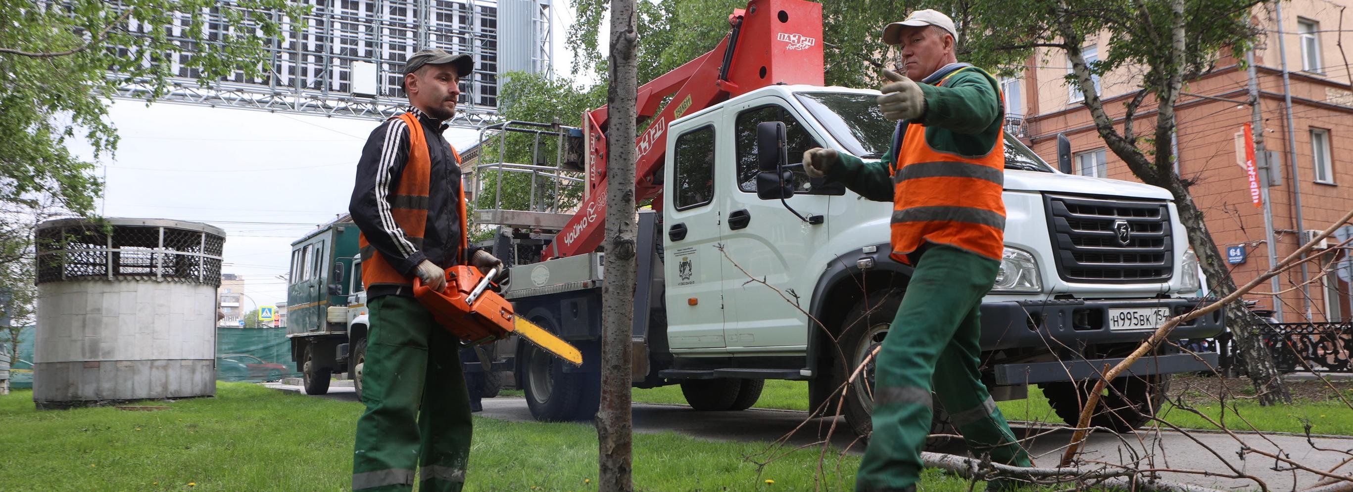 Аварийные берёзы и рябины сносят на бульваре Красного проспекта