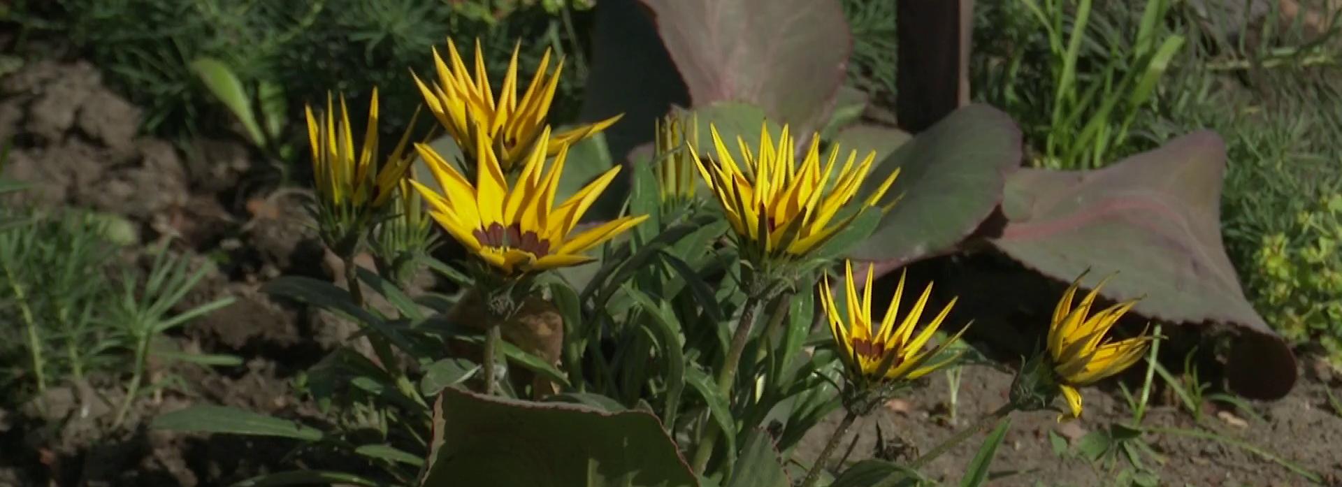 Мини-парк разбили у поликлиники на Авиастроителей в Новосибирске