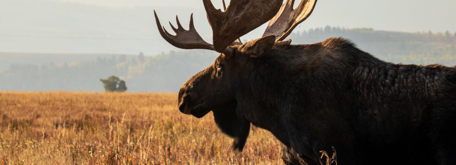 Директора заказника «Кирзинский» задержали за убийство лося и косули