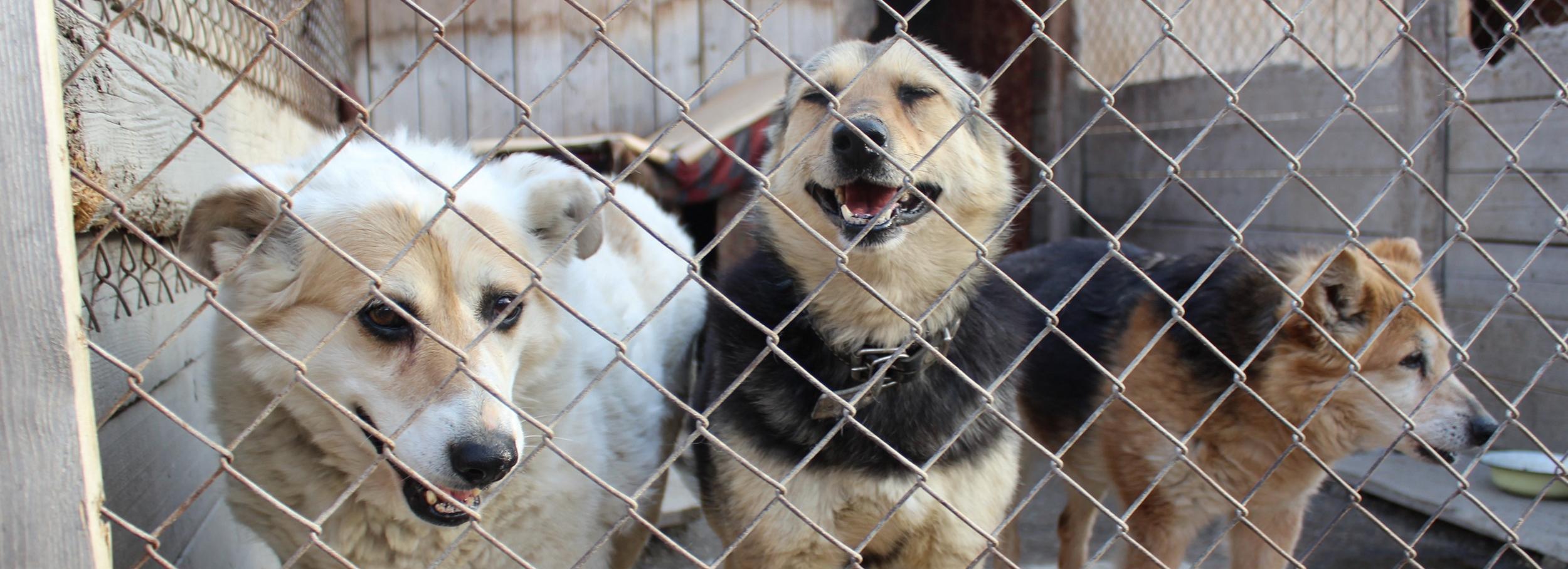 Новосибирский барбер отдал дневной заработок приюту для собак