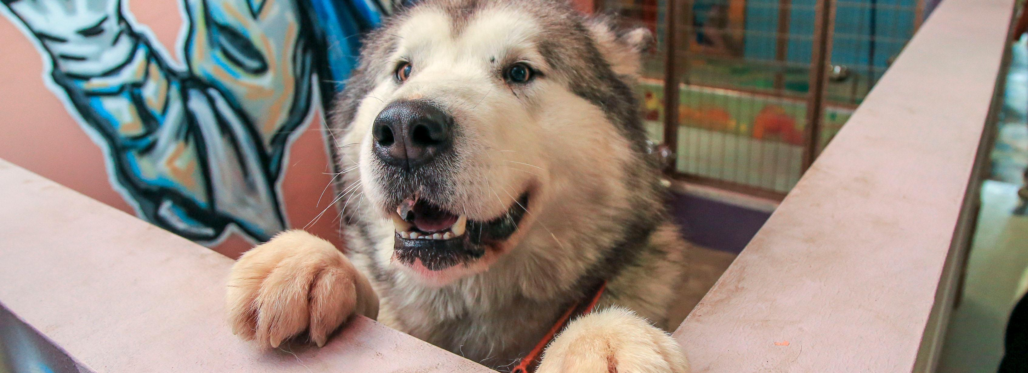Кинологи предупредили об опасности нарциссов и тюльпанов для собак