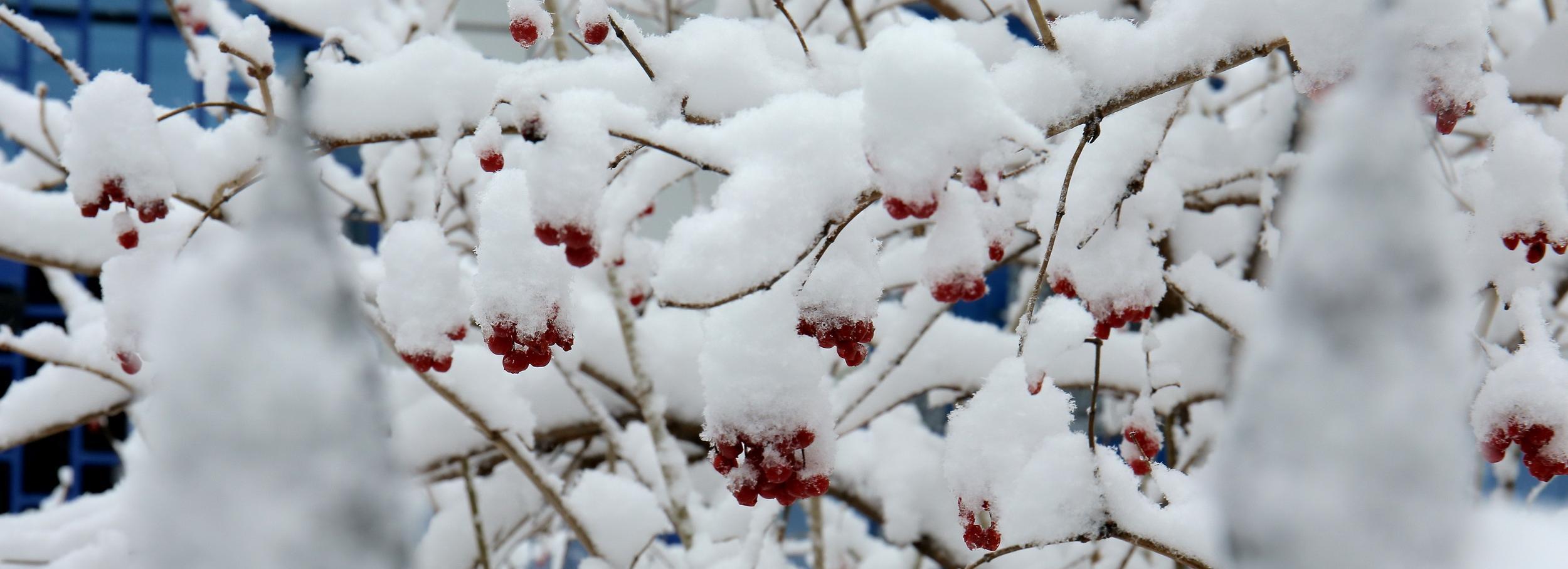 Теплое и снежное начало зимы прогнозируют новосибирцам синоптики