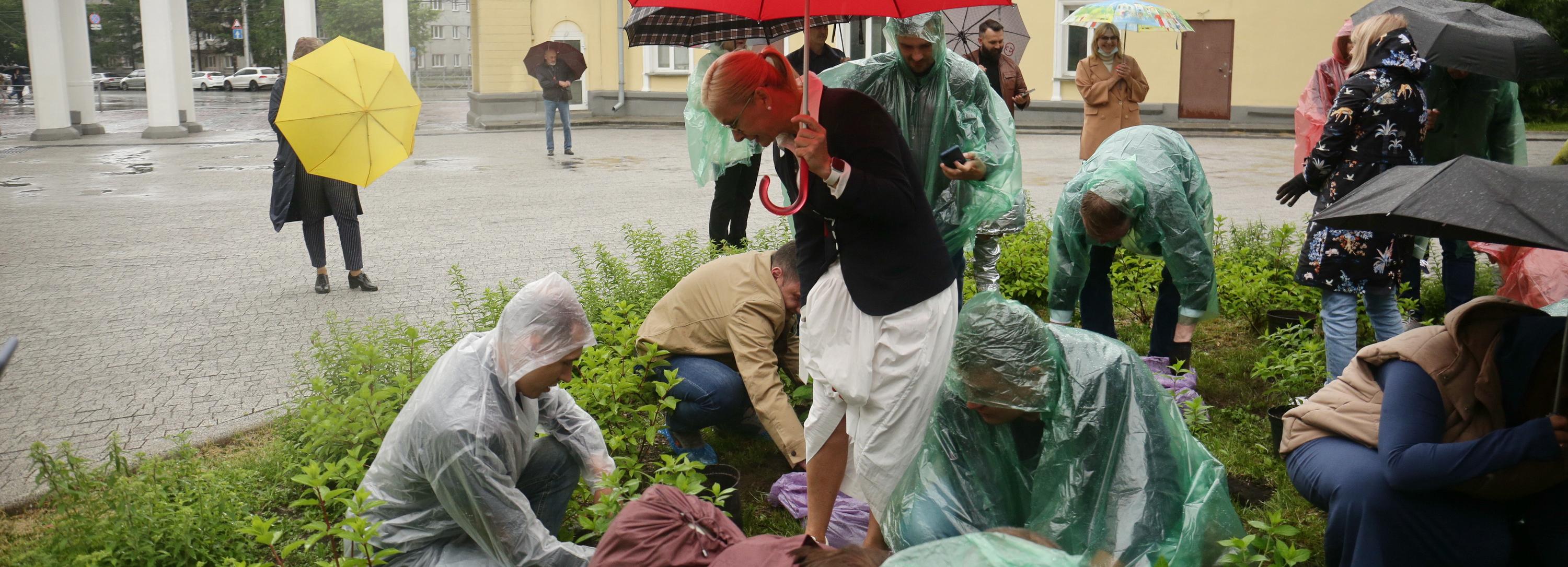 Главные архитекторы высадили 25 кустов гортензии в Центральном парке