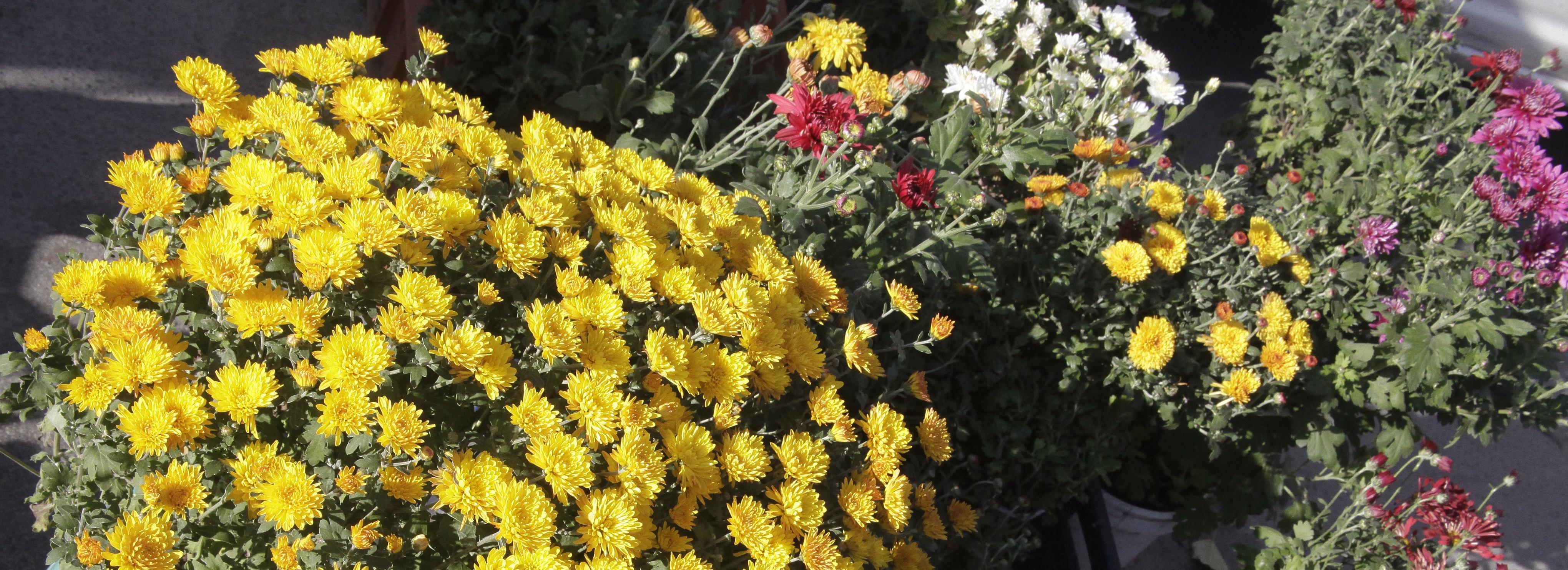 Четыре ярмарки развернут в Дзержинском районе в сентябре