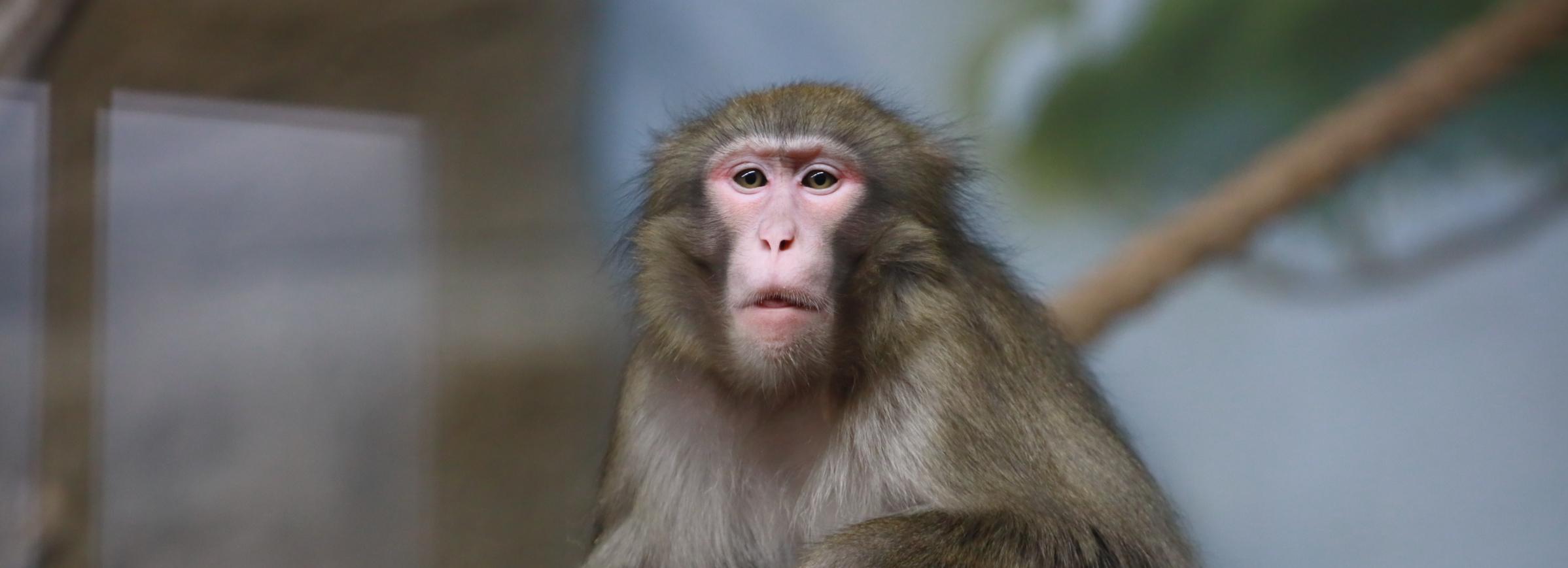 Если вы пропустили: «Ермак» на линии, парк из СССР и бассейн для обезьян