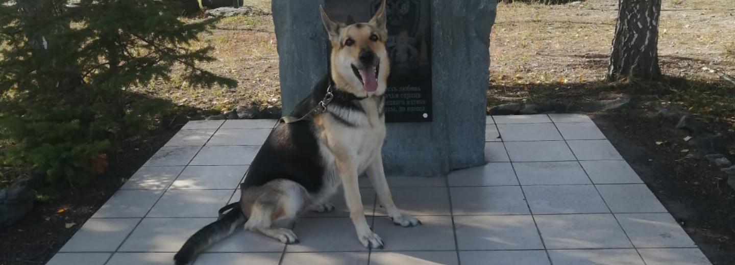 Килограммом сосисок наградили овчарку Разу за раскрытие кражи