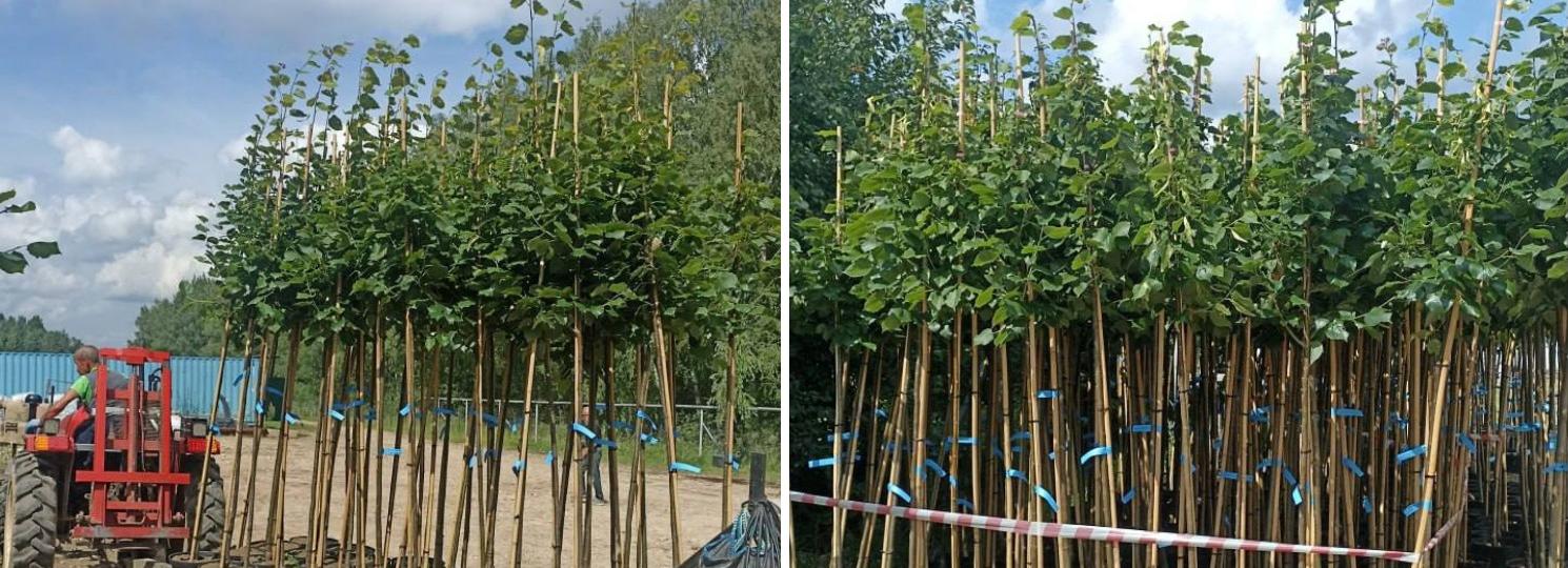 Новосибирск закупил ещё 500 лип: где их высадят — рассказал мэр Кудрявцев