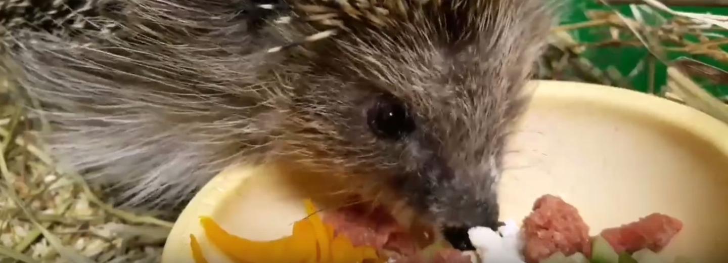 Брать пример с ежа Коржика советуют новосибирцам