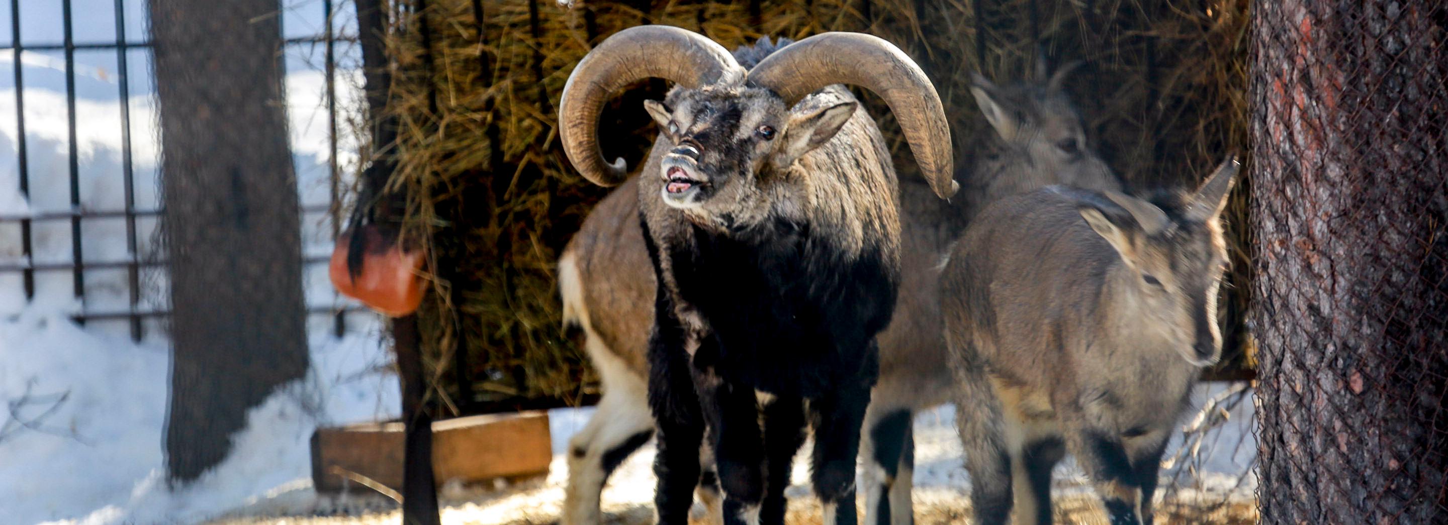 Похитителя 28 баранов осудят в Новосибирской области