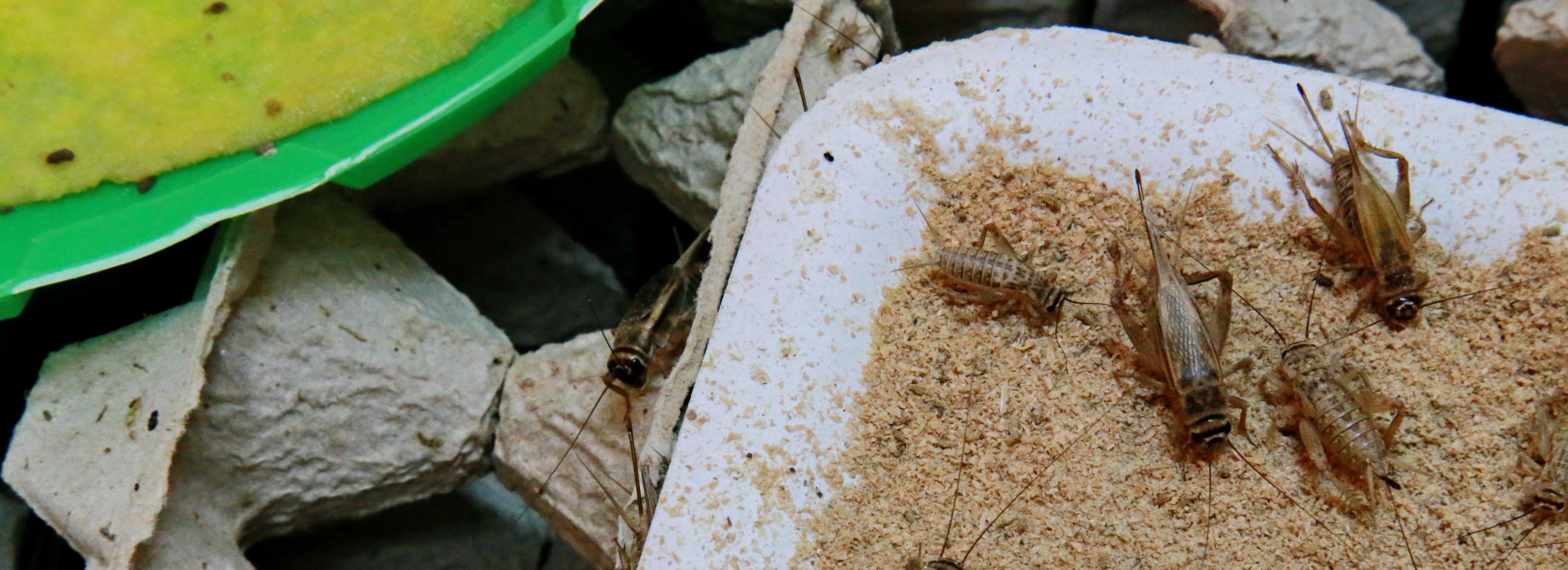 Печенье и батончики из сверчков предлагают делать в Новосибирске