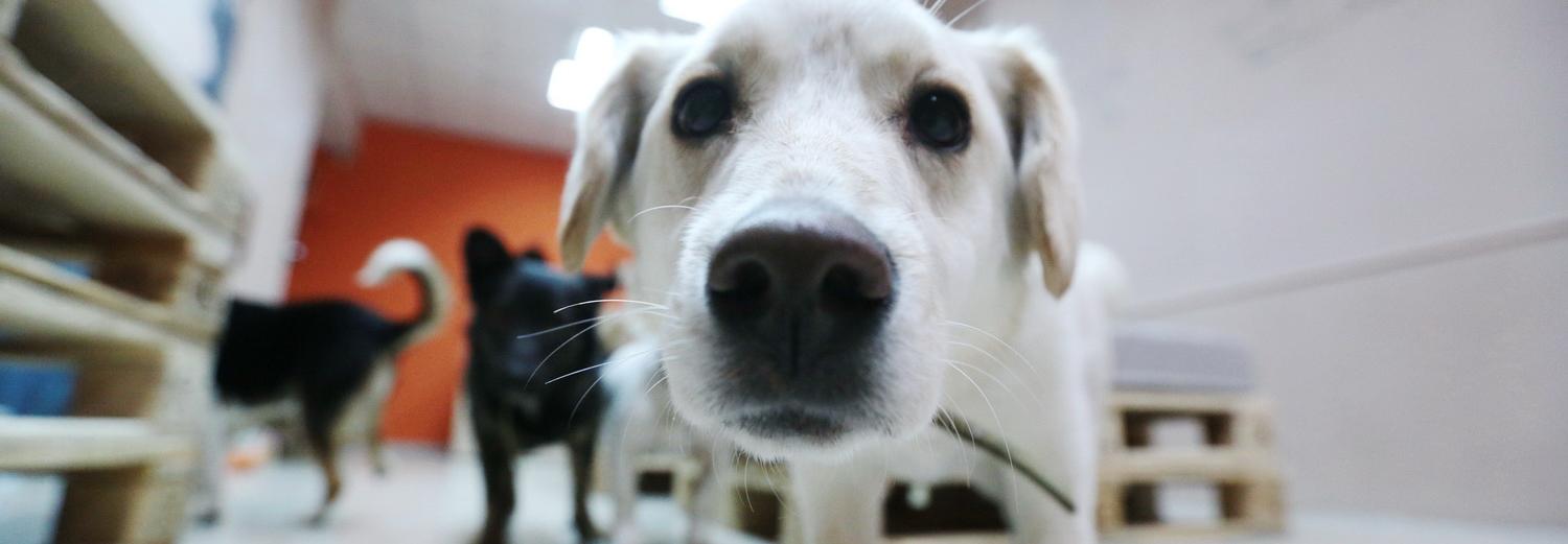 Как взять кошку или собаку из приюта в Новосибирске