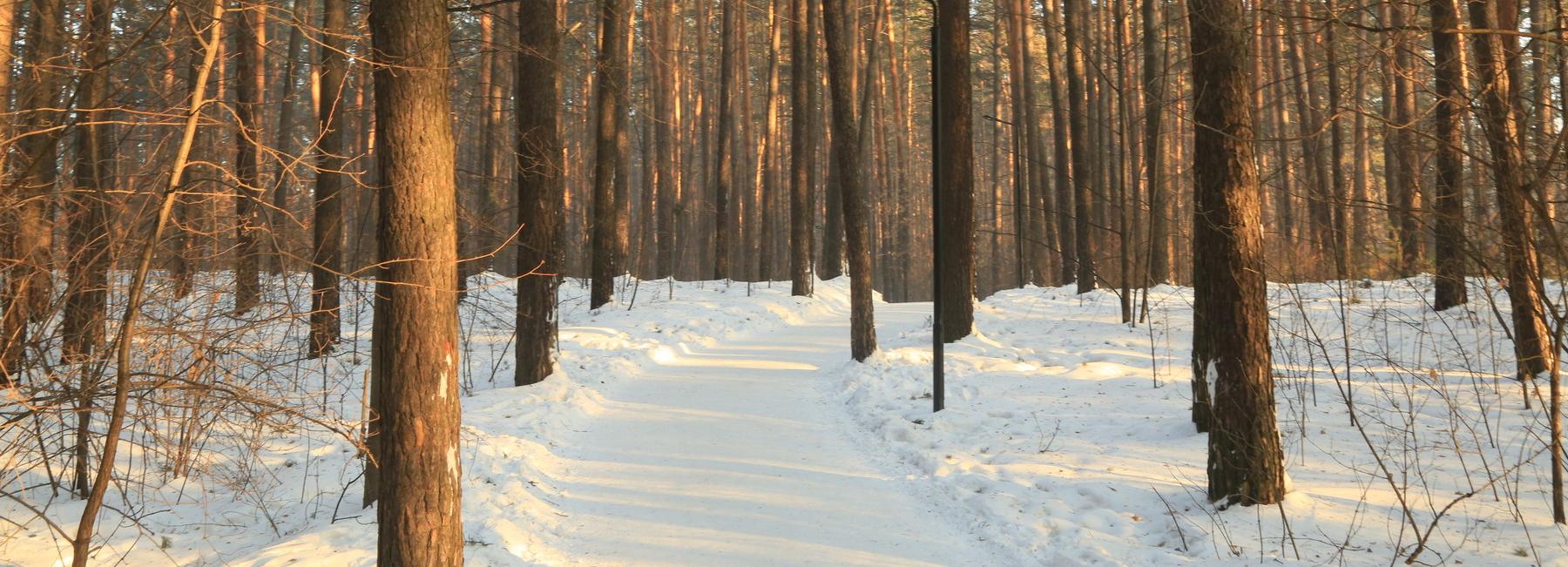 За 2,6 млрд продают бывший санаторий «Заельцовский бор» в Новосибирске