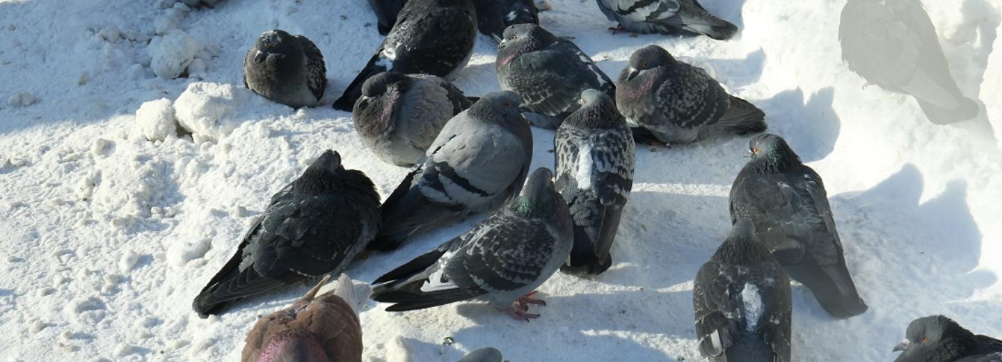 Разрастающийся антициклон принесёт в Новосибирск похолодание до −22