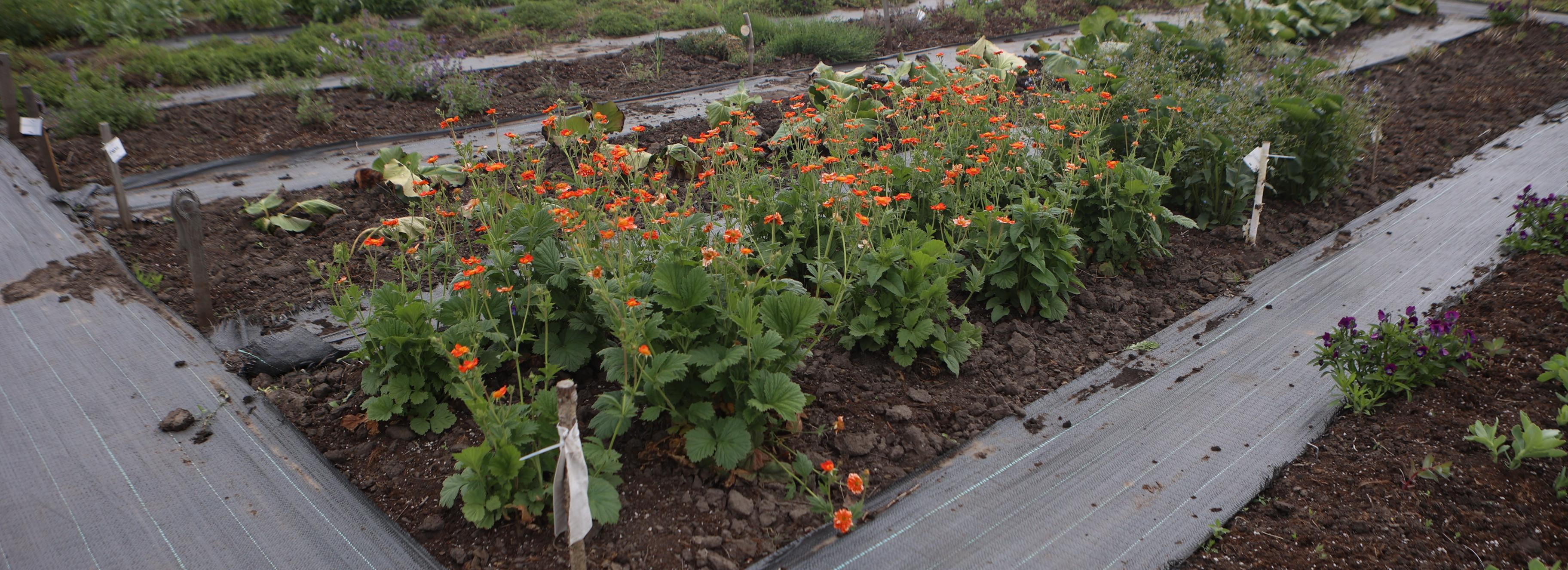 Мэр Кудрявцев: 13 000 деревьев и кустарников вырастят в питомнике