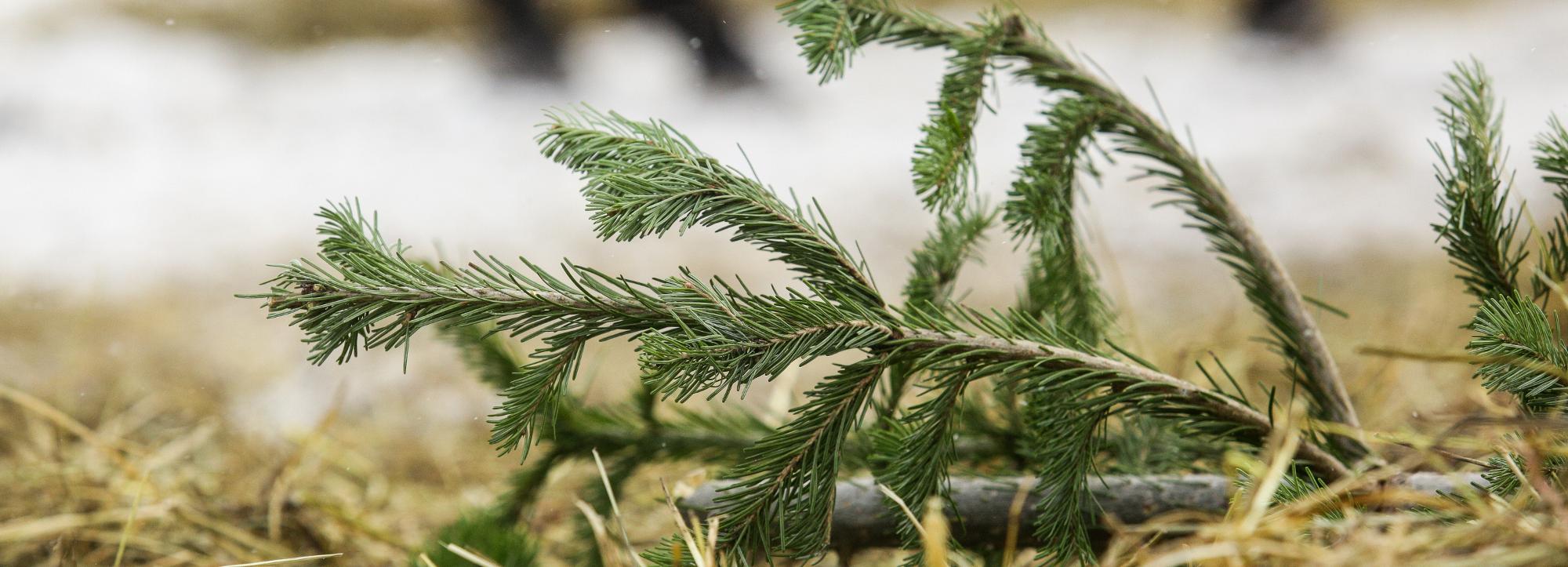 Пункты сбора новогодних ёлок заработали 9 января в Новосибирске