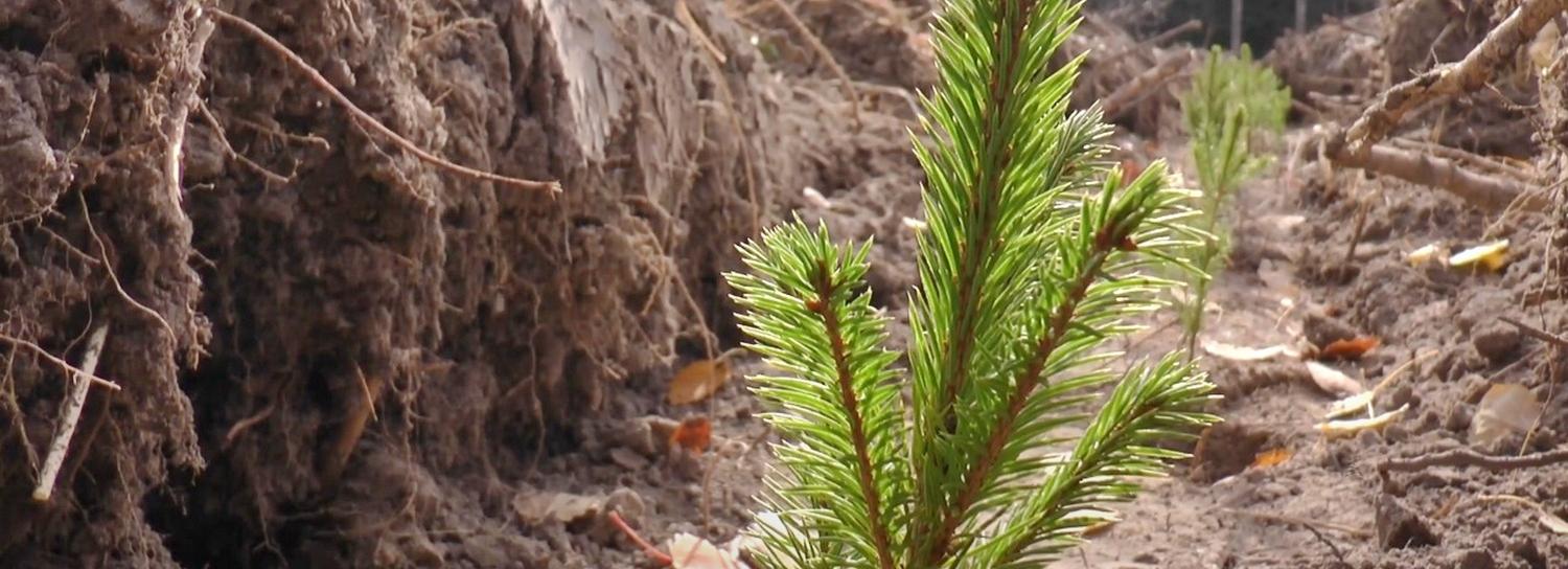 4000 елей высадили в пострадавшем от пожаров Кудряшовском бору