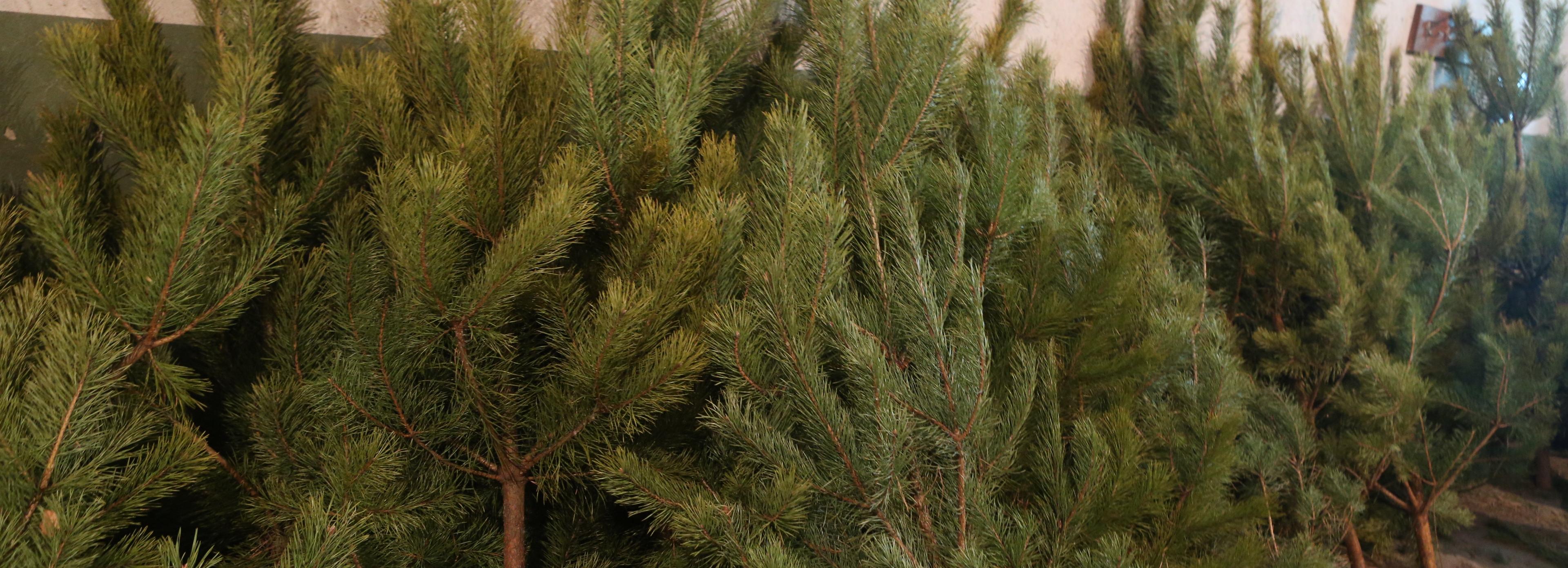 Новогодние ёлки из Новосибирской области отправят в зону СВО