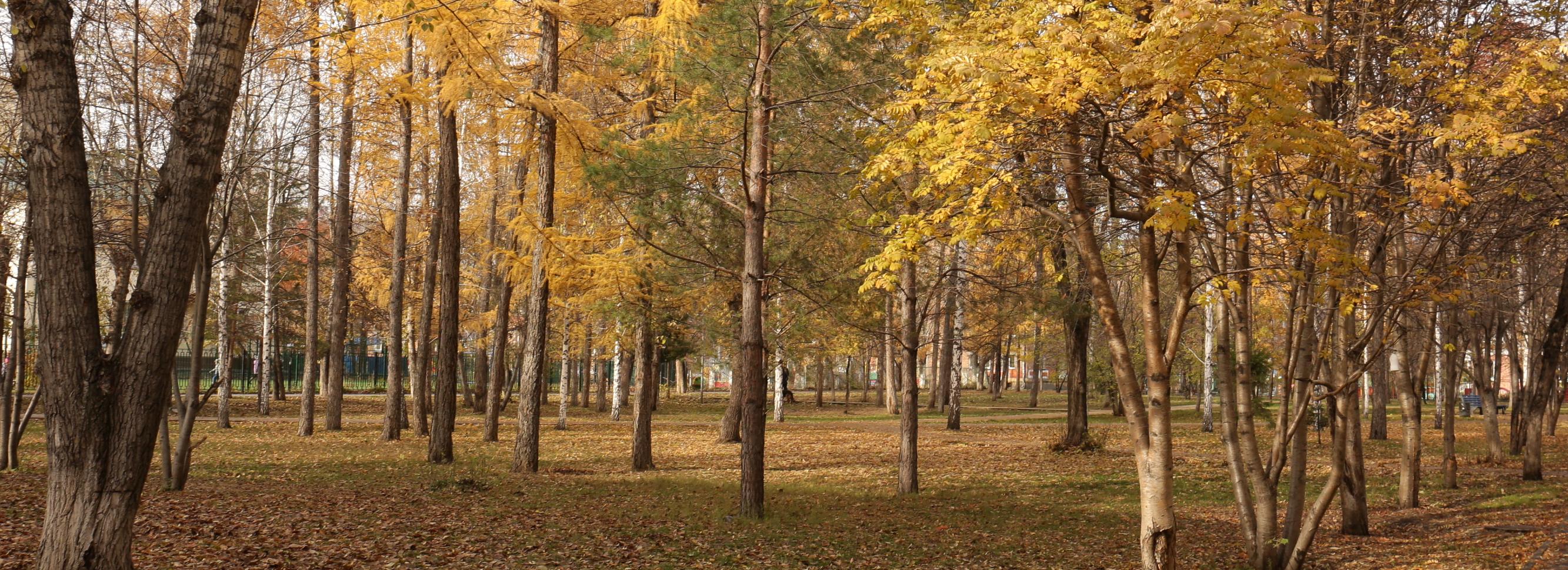 Ветхие берёзы и клёны снесут в сквере «Воинский» в Новосибирске