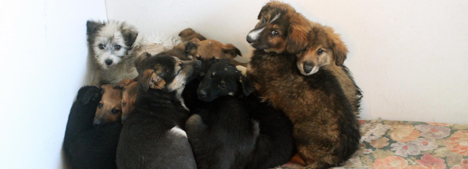 Подрядчика для отлова бездомных кошек и собак ищут в Новосибирске