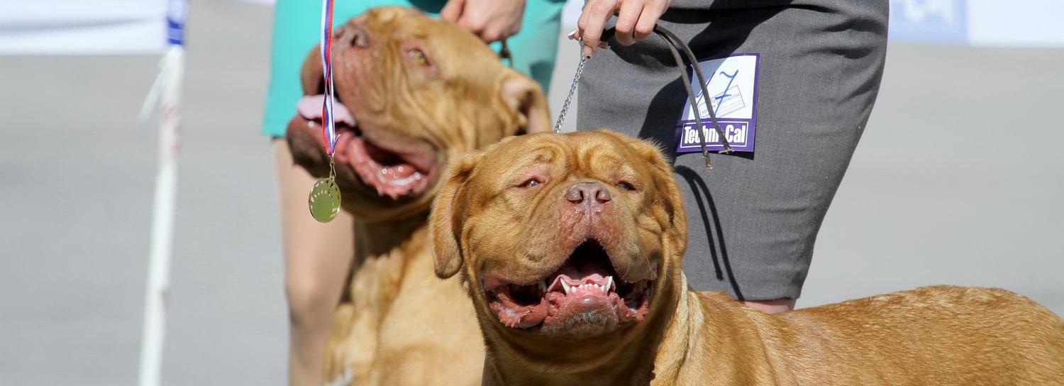 Новосибирцам запретили выгул собак в парках, на пляжах и кладбищах