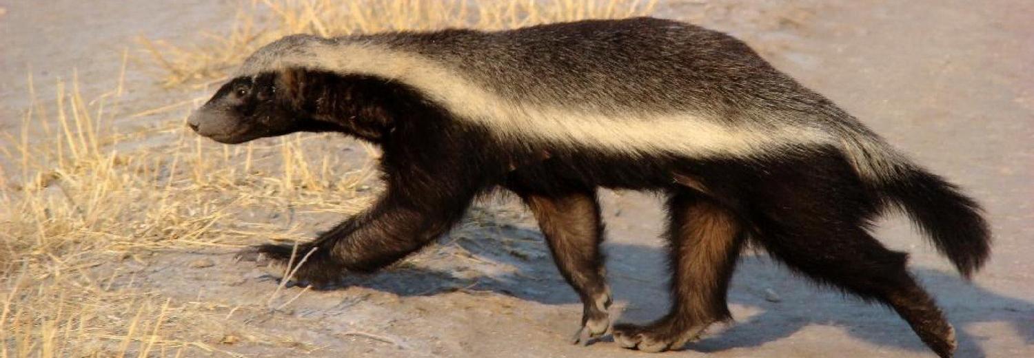 В Новосибирском зоопарке завелись медоеды