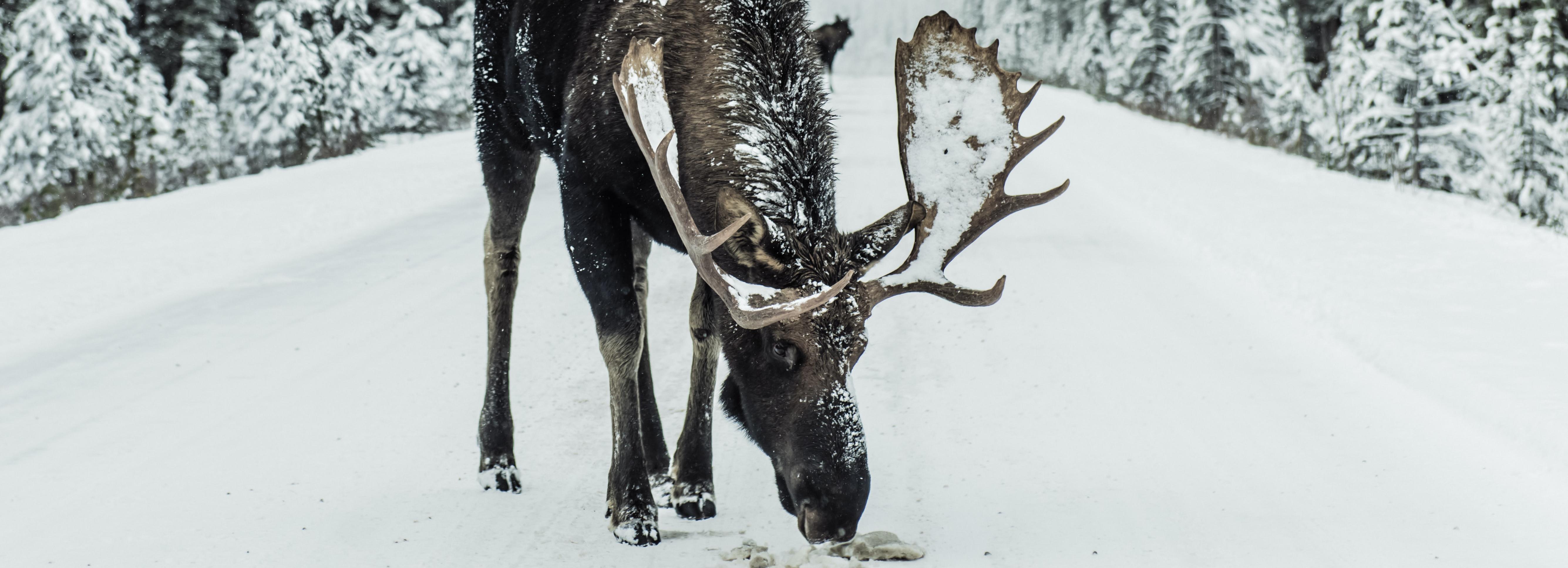 Светоотражающие макеты лосей могут появиться в Новосибирской области