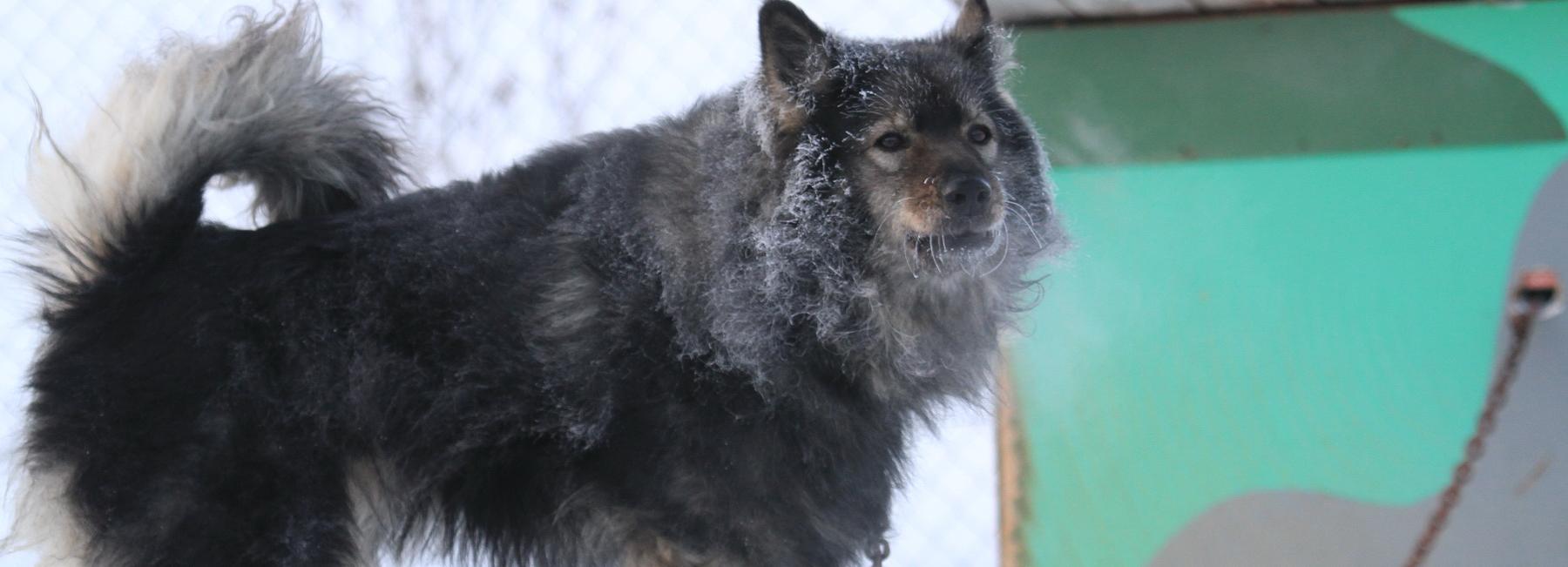 Семье из Татарска заплатят 15 тысяч за нападение собаки на ребёнка