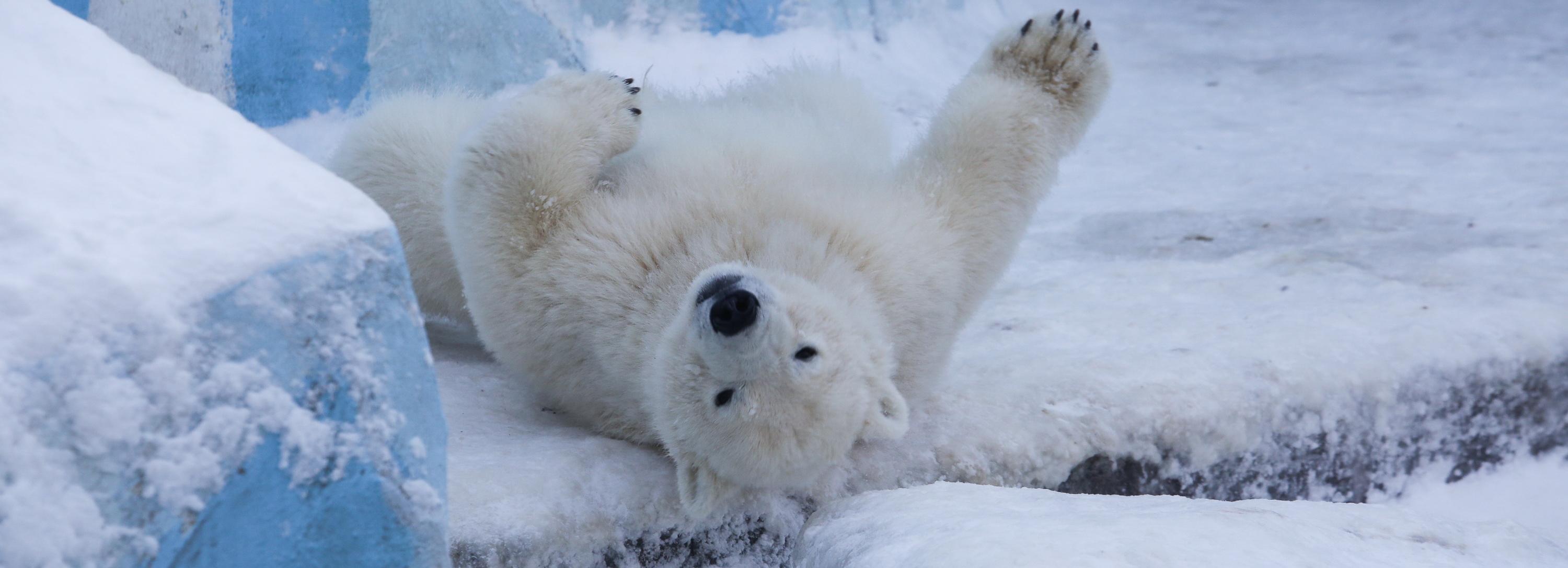 Белому медведю Каю из Новосибирского зоопарка исполнилось 14 лет