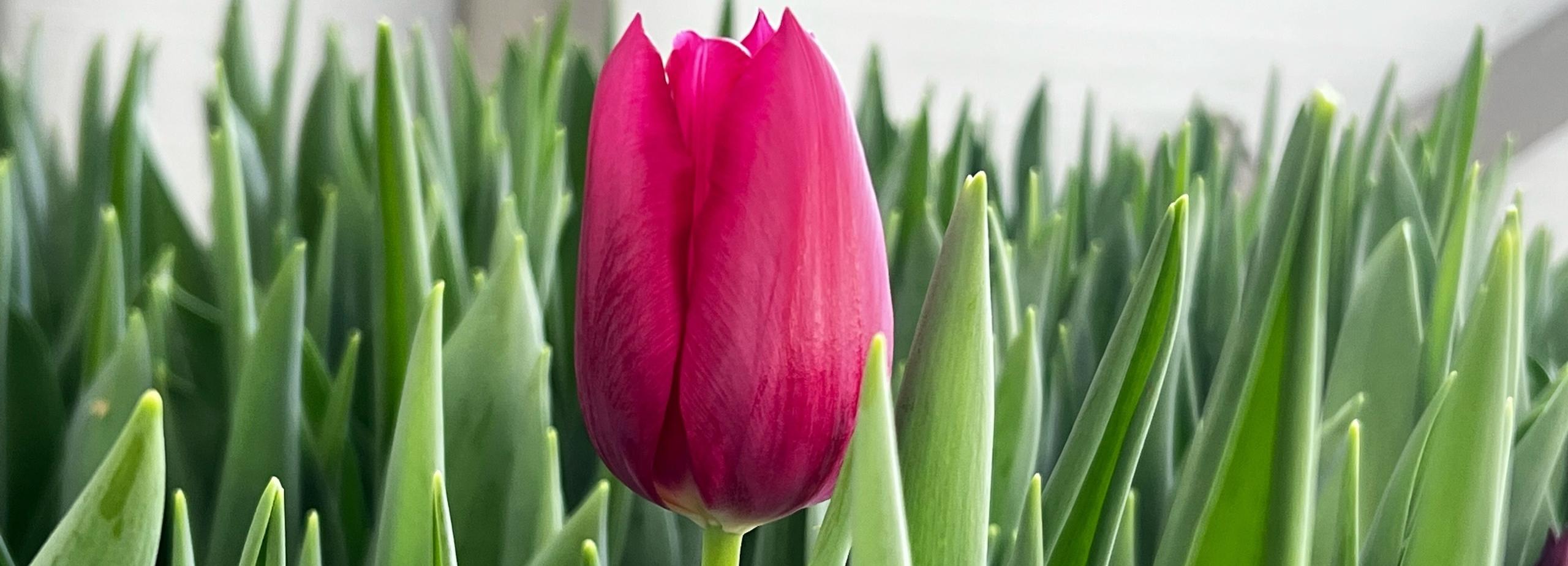 Цену тюльпанов к 8 Марта спрогнозировала новосибирский агроном