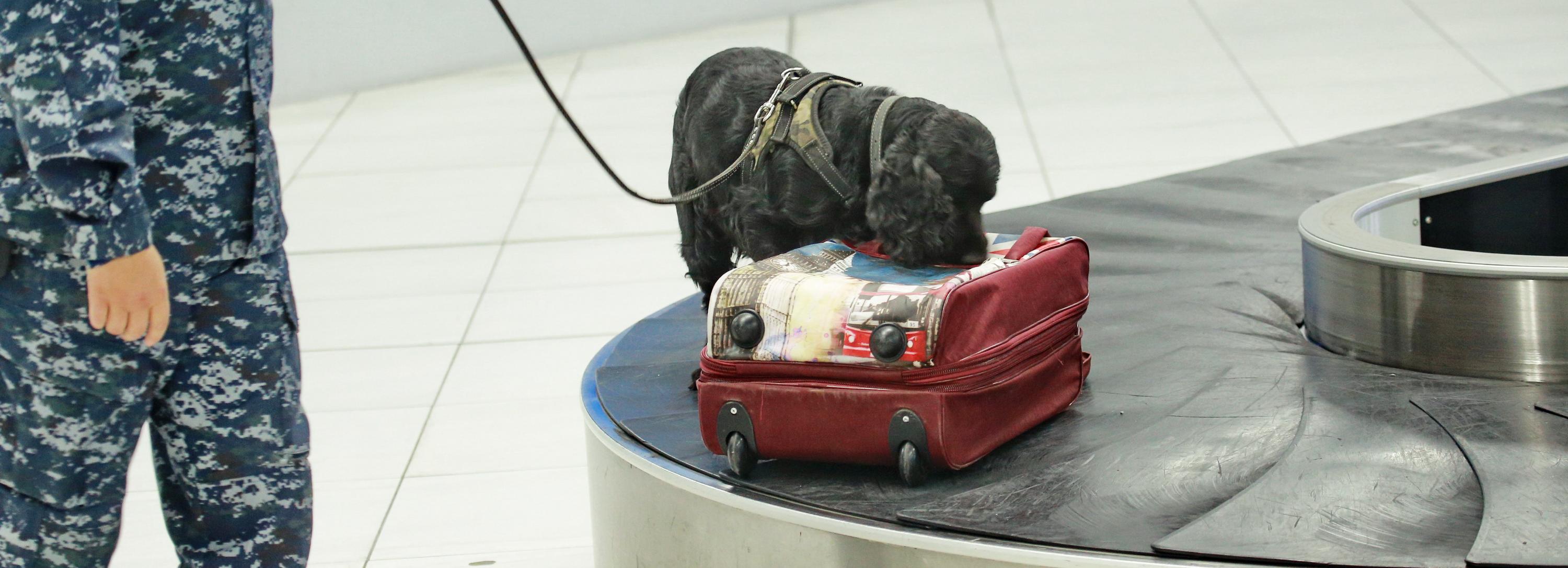 Таможенники не дали американской моли съесть сибирские томаты