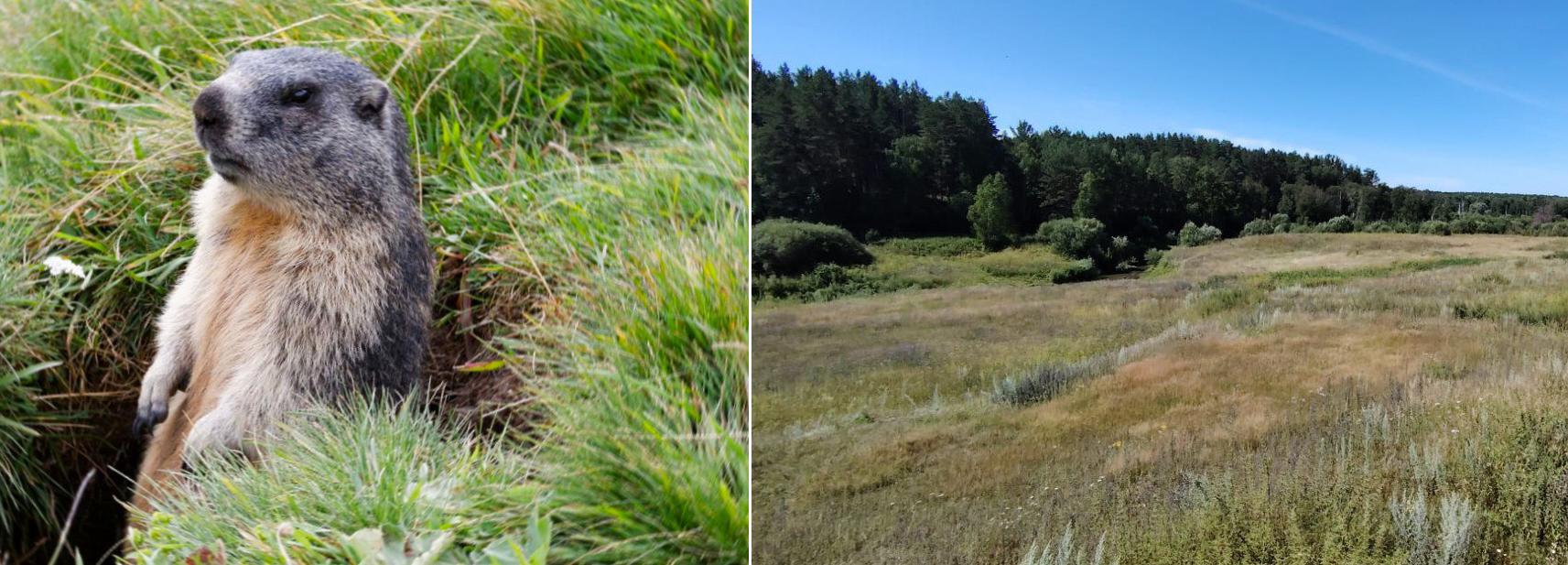 Степные сурки привлекут туристов в Новосибирскую область
