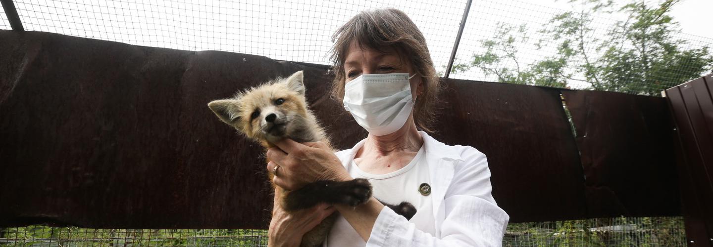 Новосибирские учёные построят новые вольеры для ручных лисиц