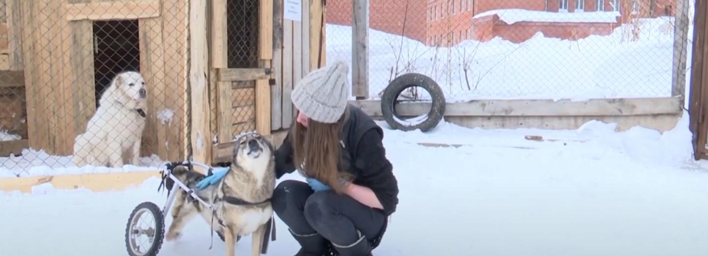 Собачья инклюзия: как живут псы-инвалиды в новосибирском приюте