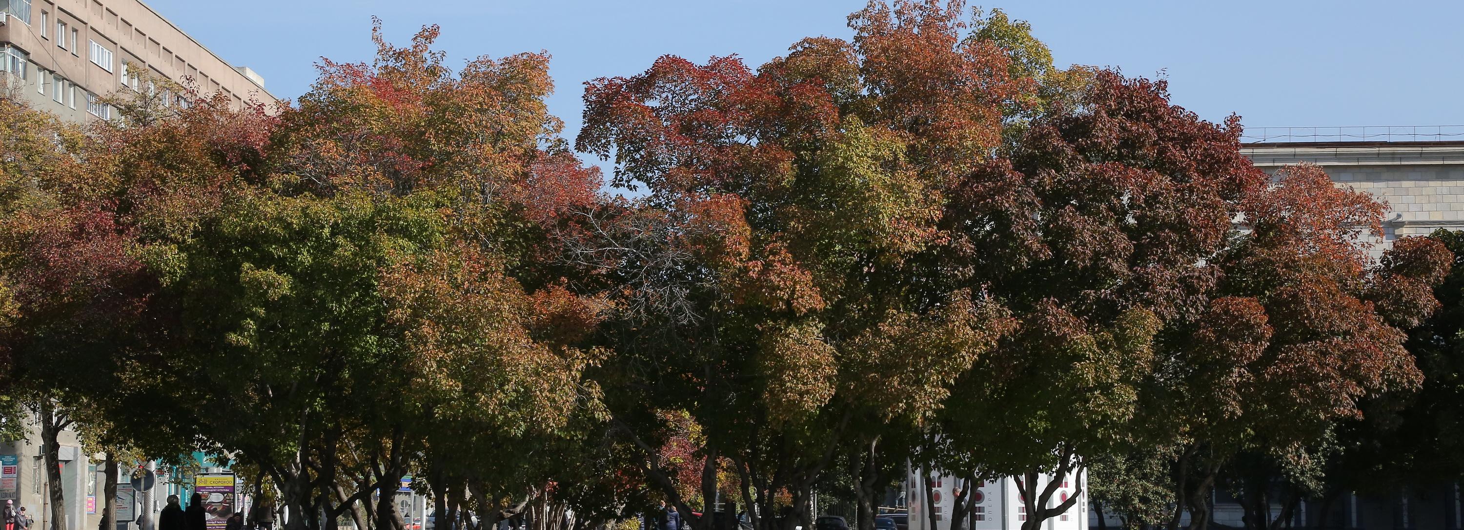 Прохладная погода с дождями сменит жару в Новосибирске