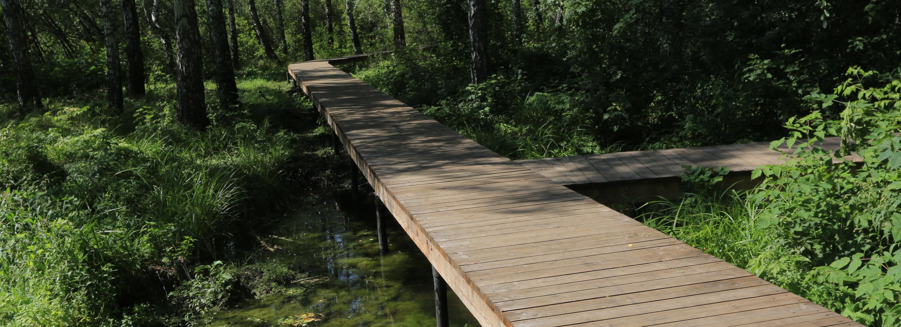 Хвойные, папоротники и злаки высадят в новом парке «Каменка»