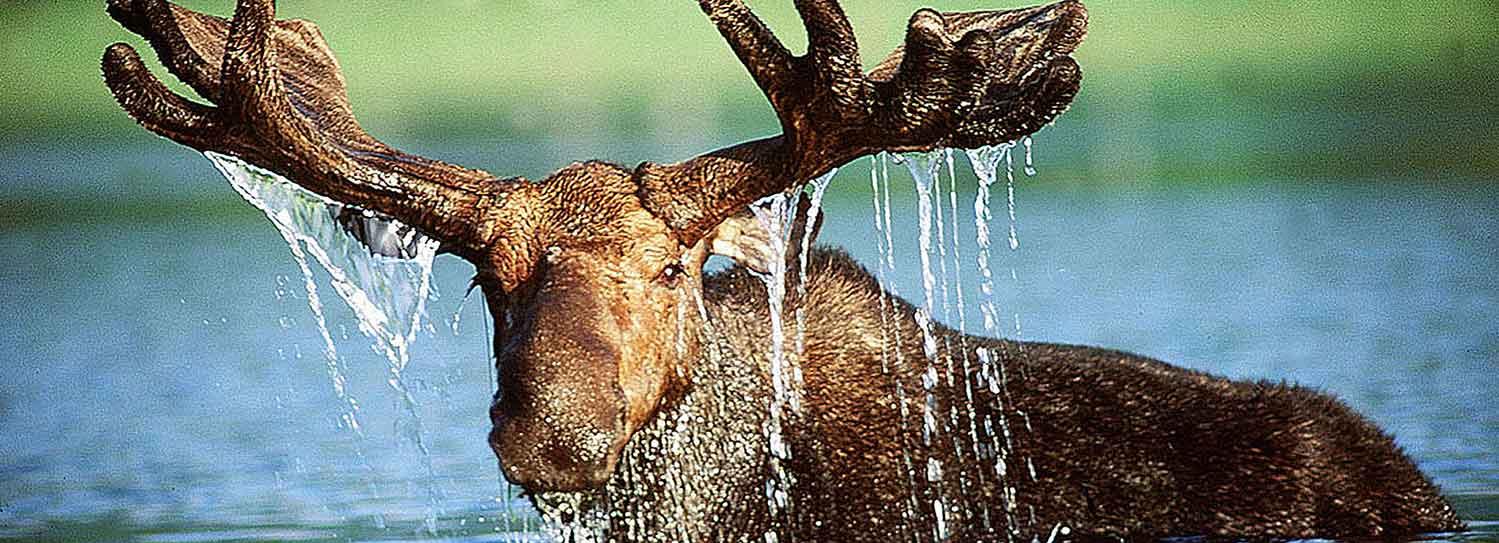 Плывущий по Оби лось стал звездой соцсетей