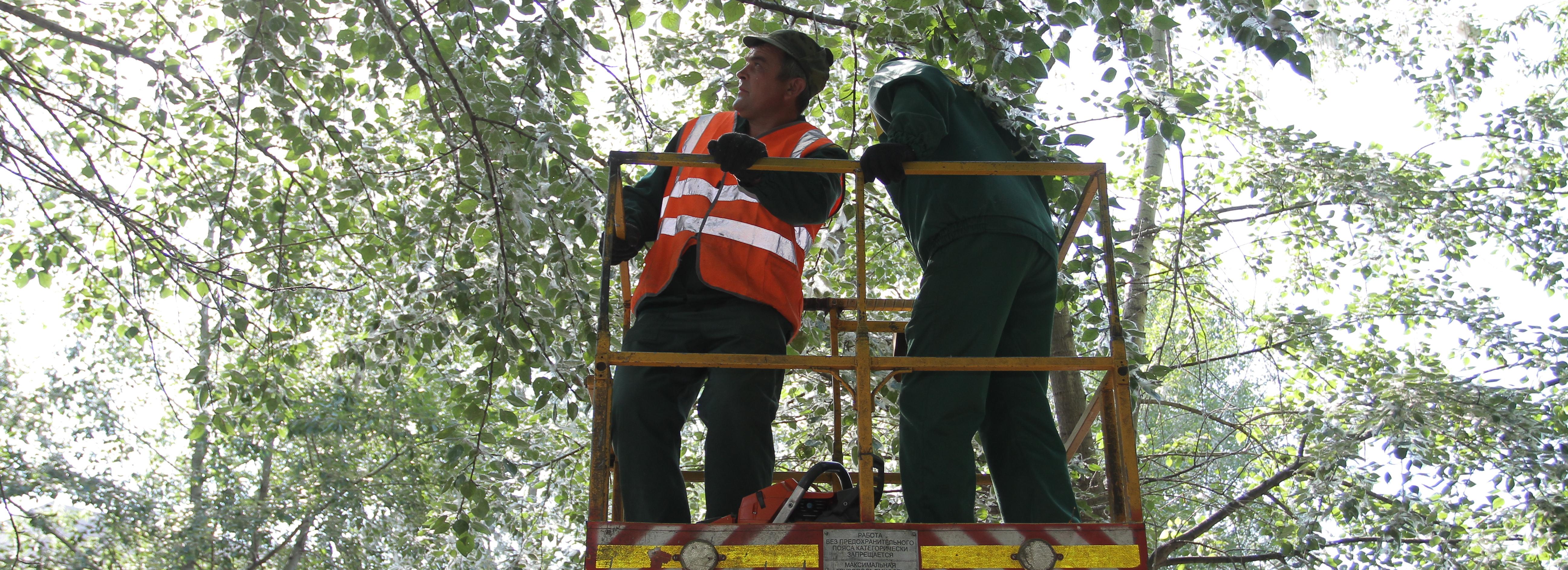 В Тихом посёлке обрезали нависшие над тротуарами ветки