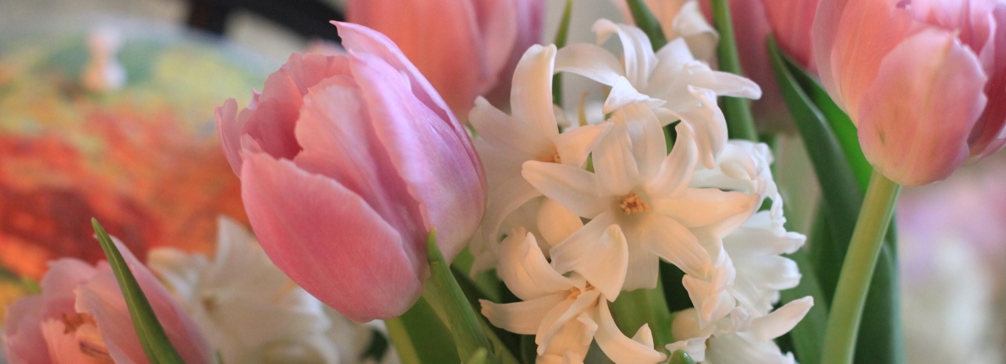 Тюльпаны, розы, орхидеи: поток цветов идёт в Новосибирск