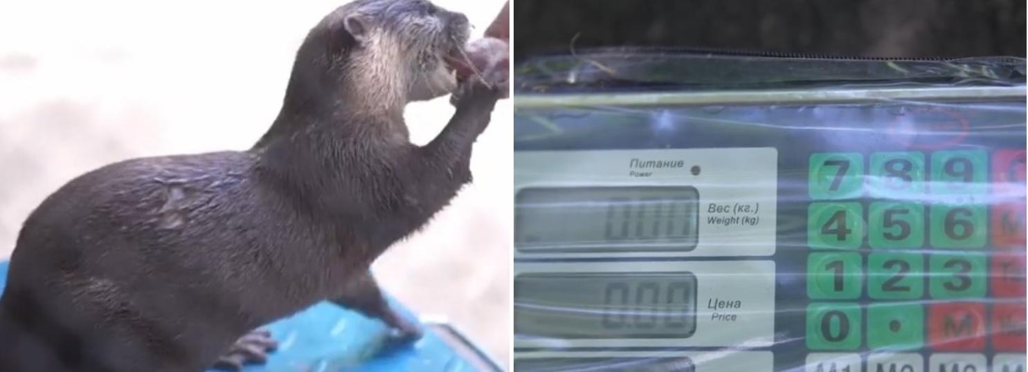 Зверям из Новосибирского зоопарка устроили диспансеризацию: видео