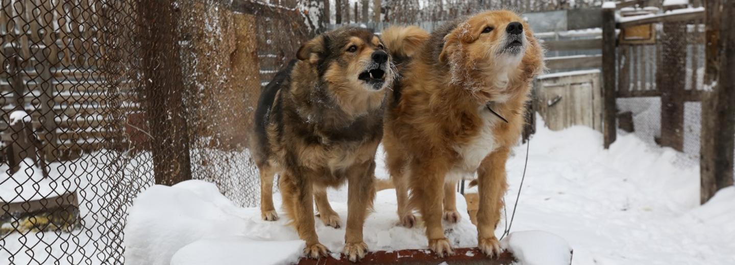 Хозяйка сгоревшего собачьего приюта нуждается в помощи новосибирцев