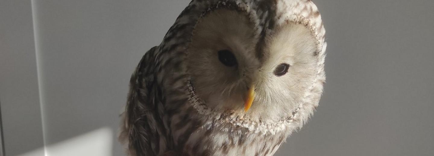 Злую сову с черепно-мозговой травмой выхаживают волонтёры в Новосибирске