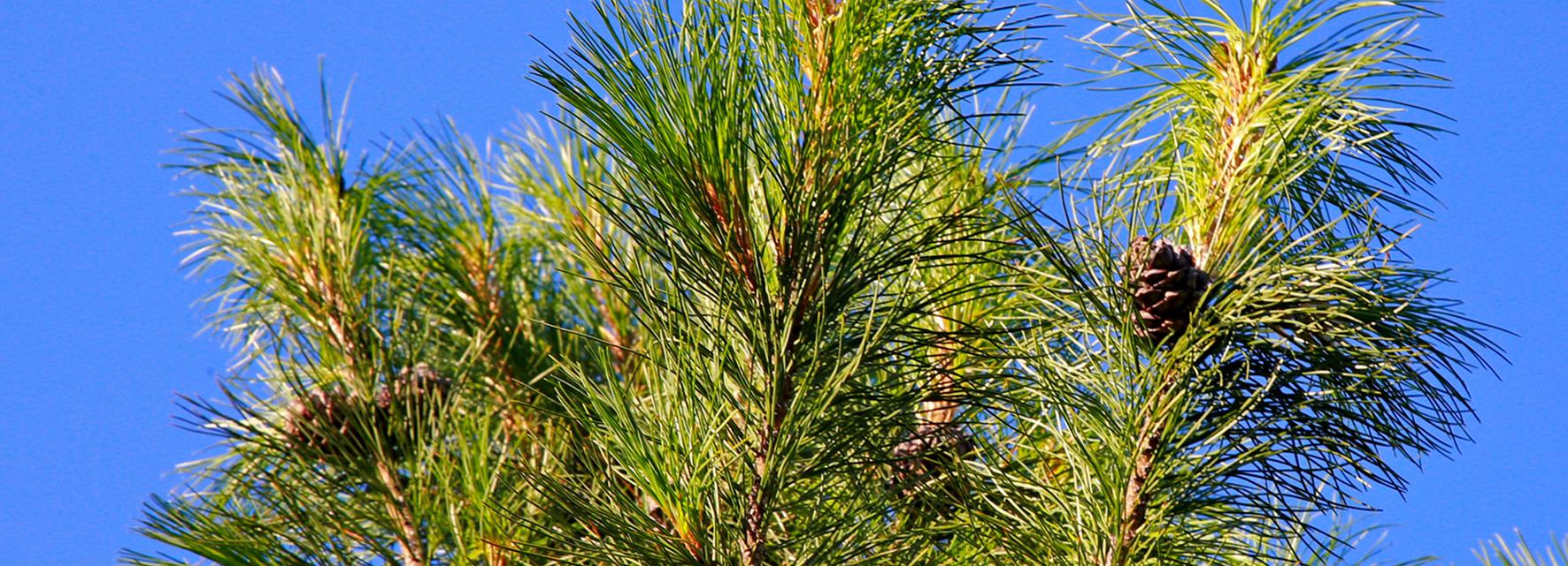 Угнетающий рак препарат создали из живицы сибирского кедра в Новосибирске