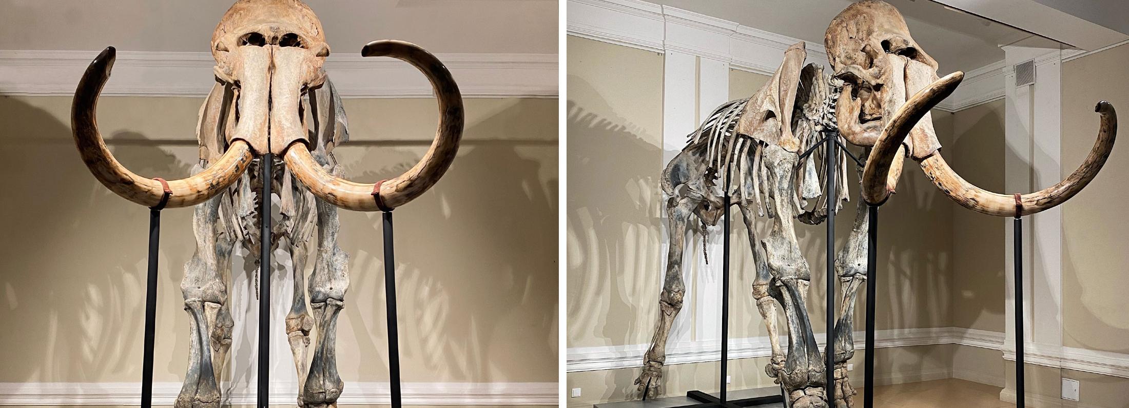 В Новосибирске выбирают имя для жениха мамонтихи Матильды