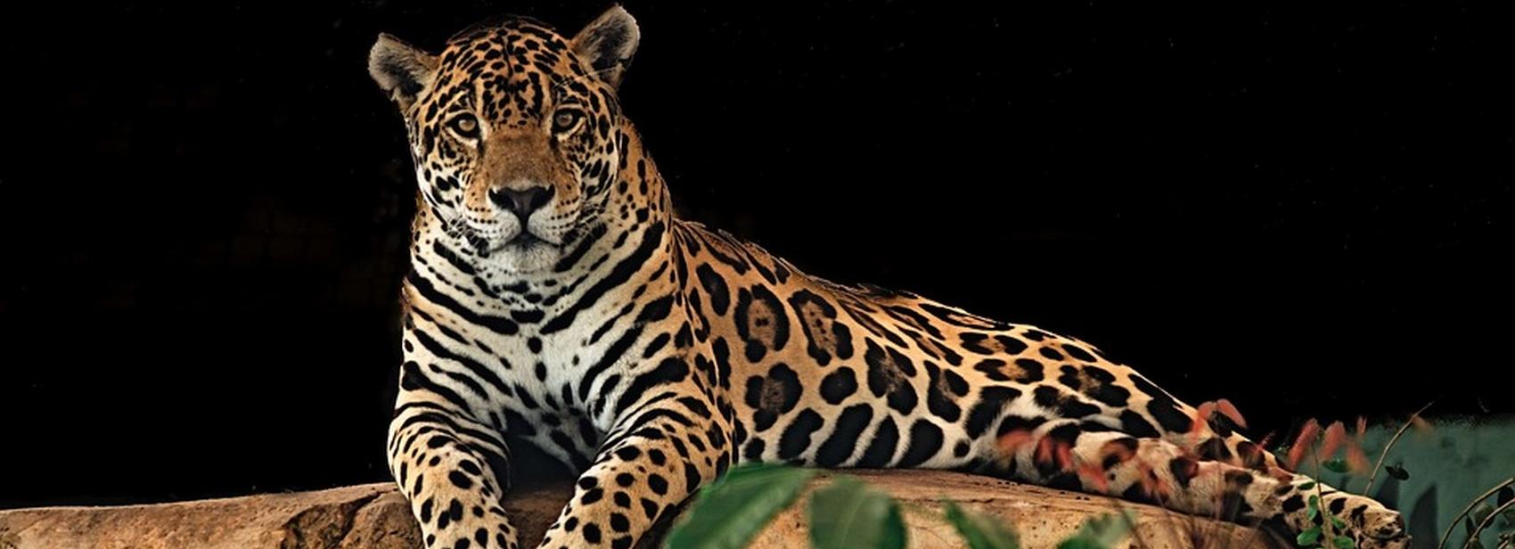 Если вы пропустили: постель для ягуара, рогатые огурцы и Ленин в городе